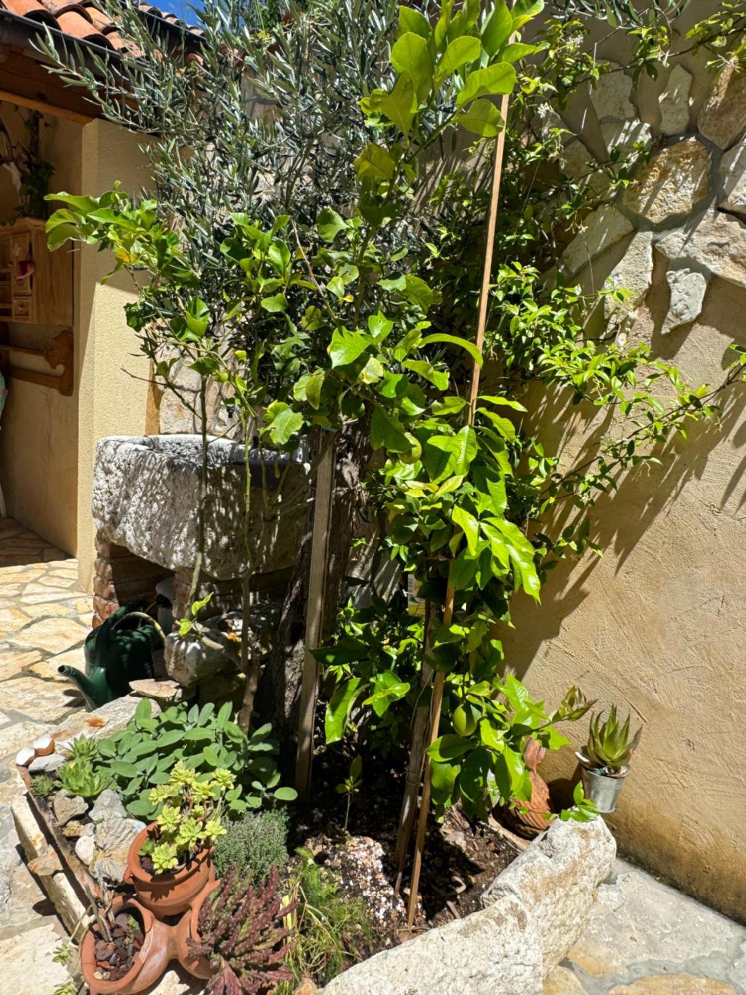 Mediterranes Ferienhaus M. Terrasse Veli Lošinj Dış mekan fotoğraf